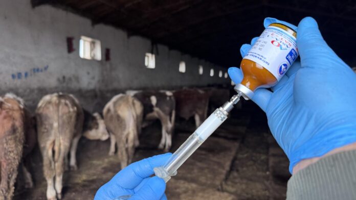 Kars ve Ardahan'da etkisini artıran şap hastalığı, Artvin'in Şavşat ve Ardanuç ilçelerine bağlı yaylalarda da görülmeye başlandı. Özellikle Cevizli, Kayadibi ve Saylıca köylerinin ortak kullandığı yaylada yayılan hastalık, bölgedeki hayvancılığı tehdit ediyor.